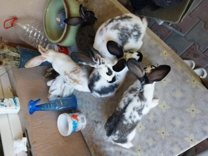 Iepuri fluture german - imagine 2 Iepuri fluture german - imagine 2