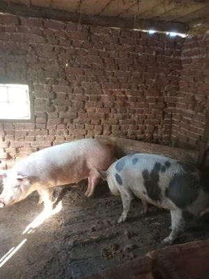 Vand porc 150-160 kg