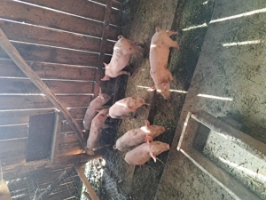 Vând purcei de 8 săptămâni 