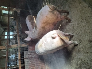 Vând porci grași crescuți în gospodăria proprie.  - imagine 2