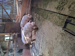 Vând porci grași crescuți în gospodăria proprie.  - imagine 4