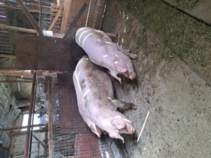 Vând porci grași crescuți în gospodăria proprie.  - imagine 5