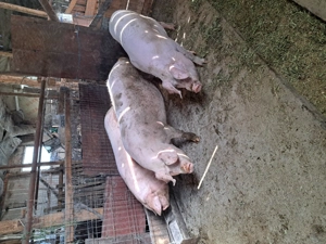 Vând porci grași crescuți în gospodăria proprie.  - imagine 3