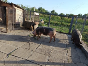 Vand porci duroc X pietrain 
