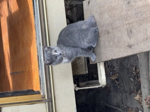 Vânzare donație pisicuțe  - imagine 3