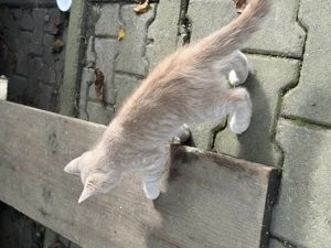 Vânzare donație pisicuțe  - imagine 5