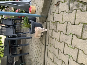 Vânzare donație pisicuțe  - imagine 4