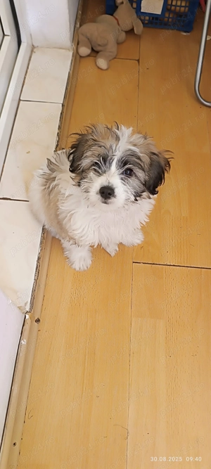 Cațel de vânzare mix bischon shih tzu