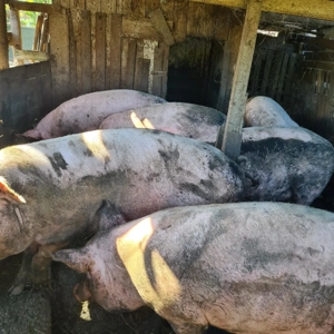 Vând porci de peste 150 kg