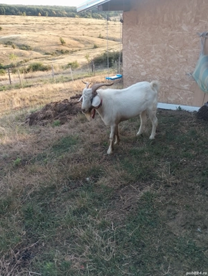 capre, țap,ieduțe