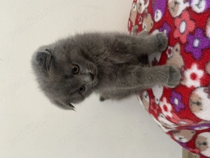 Motan British Shorthair
