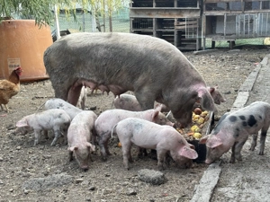 Se vinde scroafă cu 10 purcei 3000 lei  