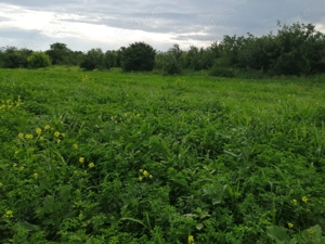 Teren intravilan Tartășești  - imagine 4