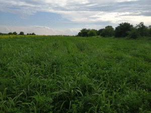 Teren intravilan Tartășești  - imagine 3