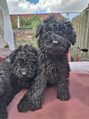 Vând căței rasa puli de intors - imagine 2