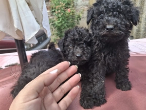 Vând căței rasa puli de intors - imagine 3