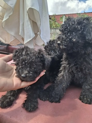 Vând căței rasa puli de intors