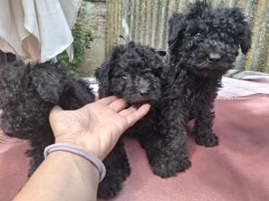 Vând căței rasa puli de intors - imagine 4