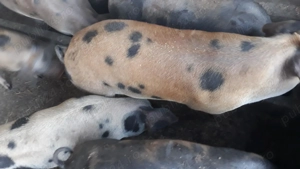 Vindem purcei la 50 60 kg - imagine 2 Vindem purcei la 50 60 kg - imagine 2