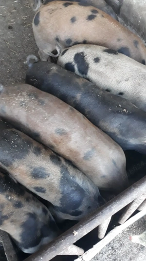 Vindem purcei la 50 60 kg