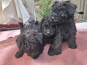 Vând căței rasa puli de intors - imagine 5