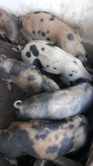 Vindem purcei la 50 60 kg - imagine 3 Vindem purcei la 50 60 kg - imagine 3