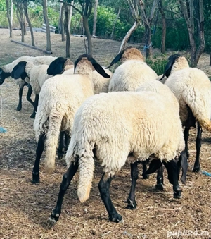 Vand oi sarbesti - imagine 2 Vand oi sarbesti - imagine 2