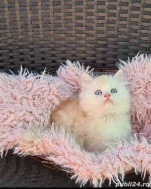 Pisic persan 6 săptămâni 