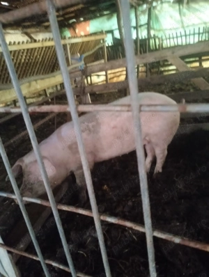 Vând pureca rasa marele alb.