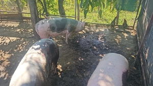 Vând porc! - imagine 2