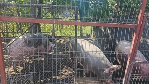 Vând porc!