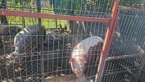 Vând porc! - imagine 3