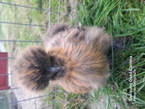 10 oua matase japoneza