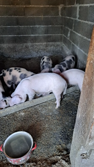 Vând purcei inf la tel   Nermis 