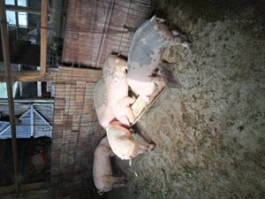 Vând cinci purcele bune de prasila (ținut).