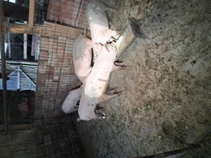 Vând cinci purcele bune de prasila (ținut). - imagine 2 Vând cinci purcele bune de prasila (ținut). - imagine 2