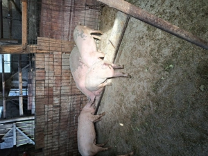 Vând cinci purcele bune de prasila (ținut). - imagine 4 Vând cinci purcele bune de prasila (ținut). - imagine 4