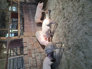 Vând cinci purcele bune de prasila (ținut). - imagine 3 Vând cinci purcele bune de prasila (ținut). - imagine 3