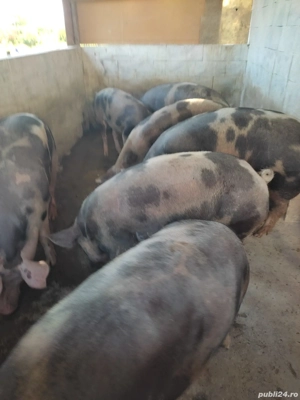 Porci de vanzare - imagine 2