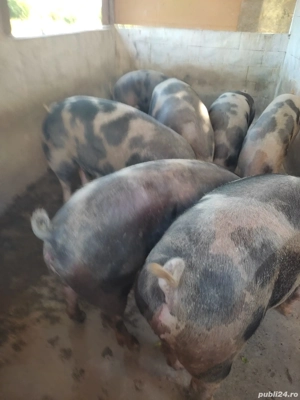 Porci de vanzare - imagine 3