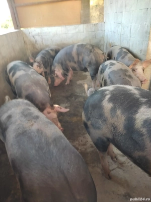 Porci de vanzare - imagine 4