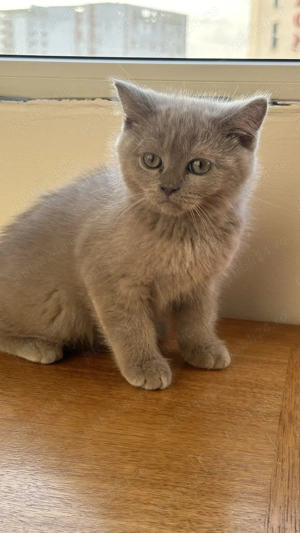 Pisica British Shorthair