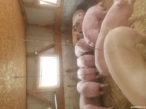 vand porci mari de diferite marimi  - imagine 4