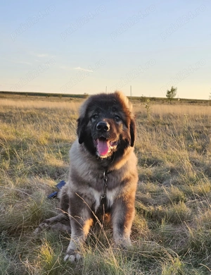 Tzarevna de caucaz  - imagine 5