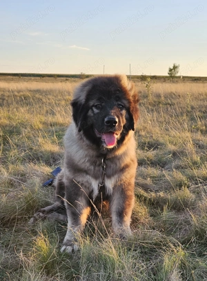 Tzarevna de caucaz  - imagine 4