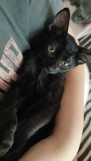 O mică panteră caută familie