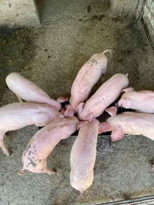  Purceluși  grăsunei - imagine 3