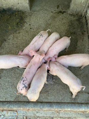  Purceluși  grăsunei