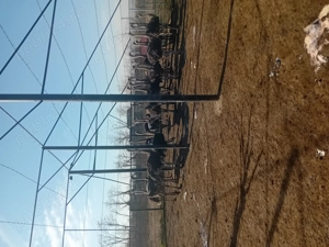 Struți de vânzare  - imagine 2 Struți de vânzare  - imagine 2