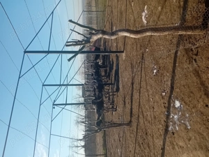 Struți de vânzare  - imagine 3 Struți de vânzare  - imagine 3